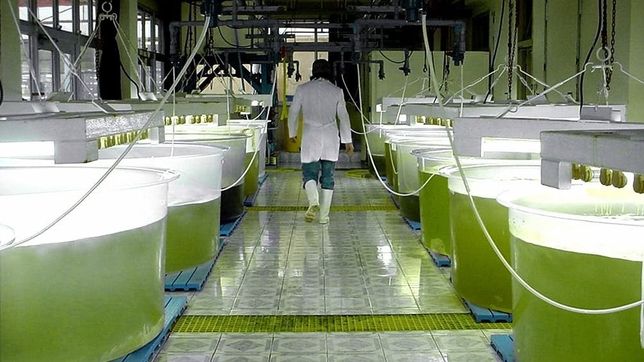 biocombustibles: proponen resignar porcentaje de corte para evitar quiebras