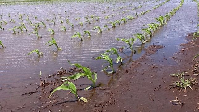 inundaciones: el 60% de la ganaderia bonaerense esta en riesgo