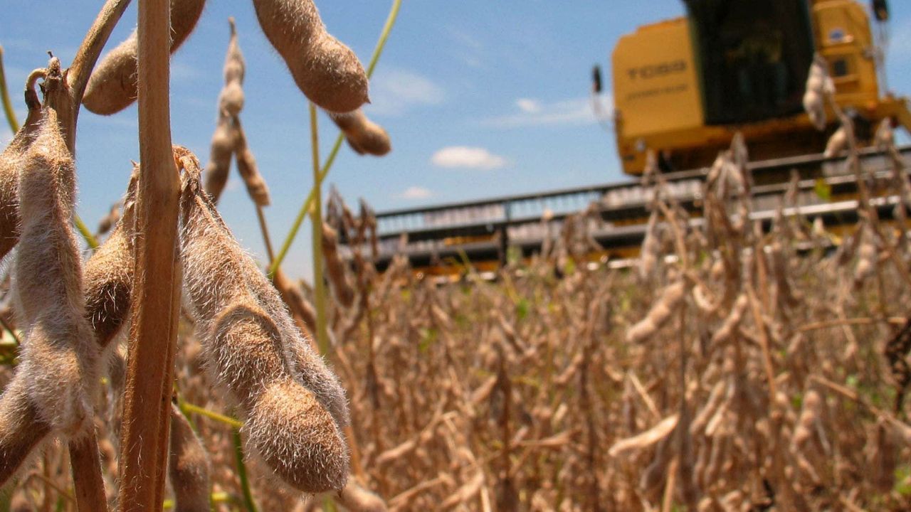 La campaña de soja es una de las peores de la historia producto de la sequía