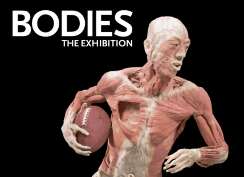 Cuerpos: la exhibición