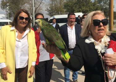 A lo CFK: Carrió lanza una campaña nacional para presentar su libro