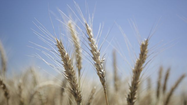 el campo rechazo la suba de retenciones: es contradictorio con la produccion