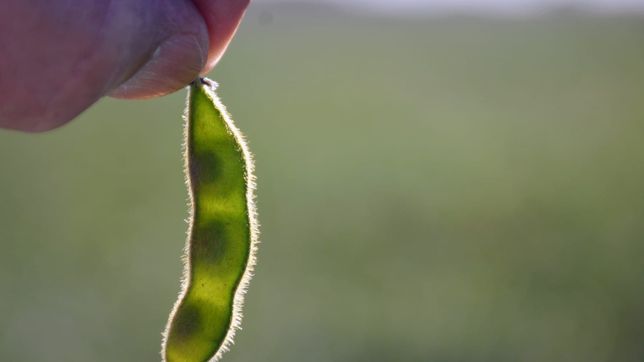 La liquidación de soja no fue tan buena como esperaba Javier Milei