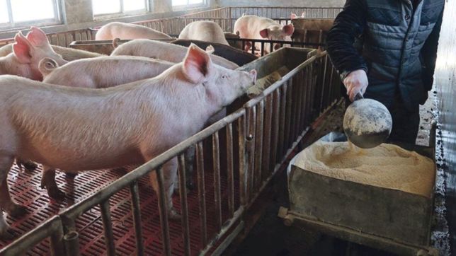 Acuerdo con China, el reclamo del sector porcino a Javier Milei