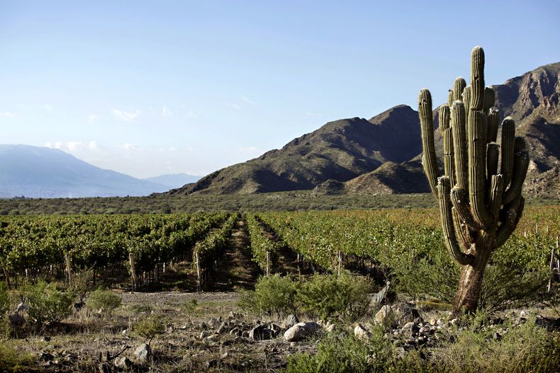 La industria del vino necesita úna logística más eficiente para ganar competitividad y disputar nuevos mercados.