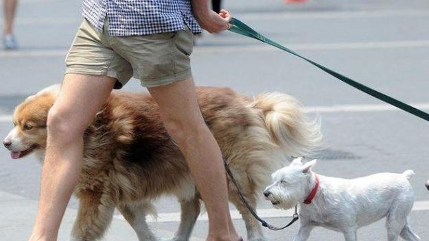 Multarán por no juntar excrementos de perros en La Plata