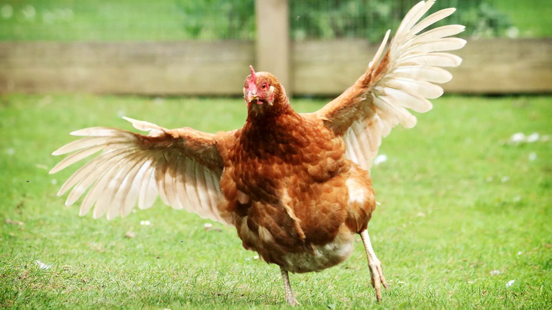 APP-PF-Wing-clipping