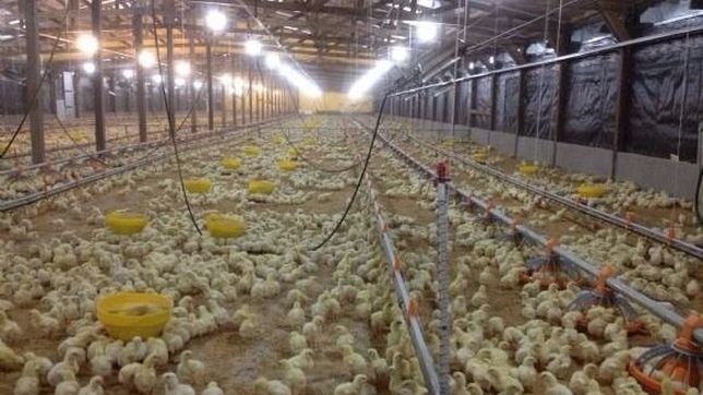 avicolas alertan una situacion critica: ?sin productores no hay produccion?