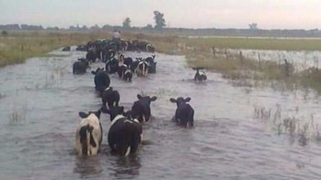 esperan que las perdidas en la produccion de leche no se traslade a los precios