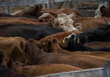 La ganadería vuelve a ser un gran negocio en Argentina