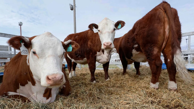 El gobierno nacional flexibilizó la barrera sanitaria en la Patagonia y se podrá ingresar asado.