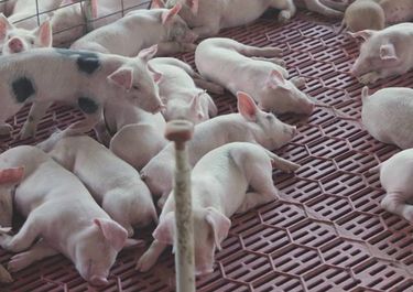 La producción porcina en Argentina, con problemas de rentabilidad por importaciones, fundamentalmente de Brasil.