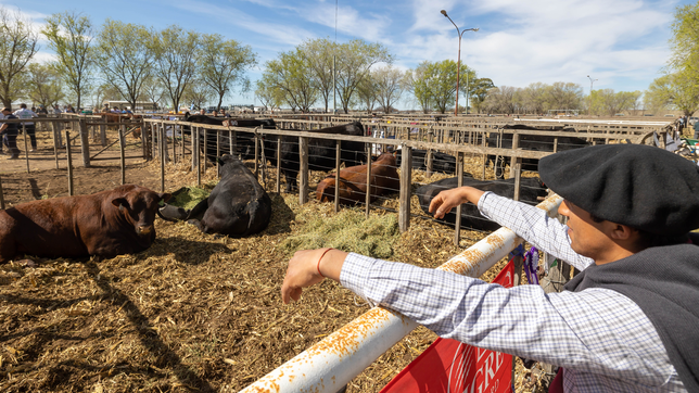 La producción en Río Negro entra en alerta por el ingreso de carne con hueso al sur del río Colorado.