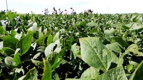 El dólar-soja divide aguas entre productores y la industria