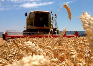 La siembra de trigo, una buena en el desierto productivo de Javier Milei La siembra de trigo, una buena en el desierto productivo de Javier Milei