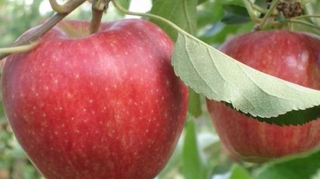 afip instrumento un programa que alivia a productores fruticolas