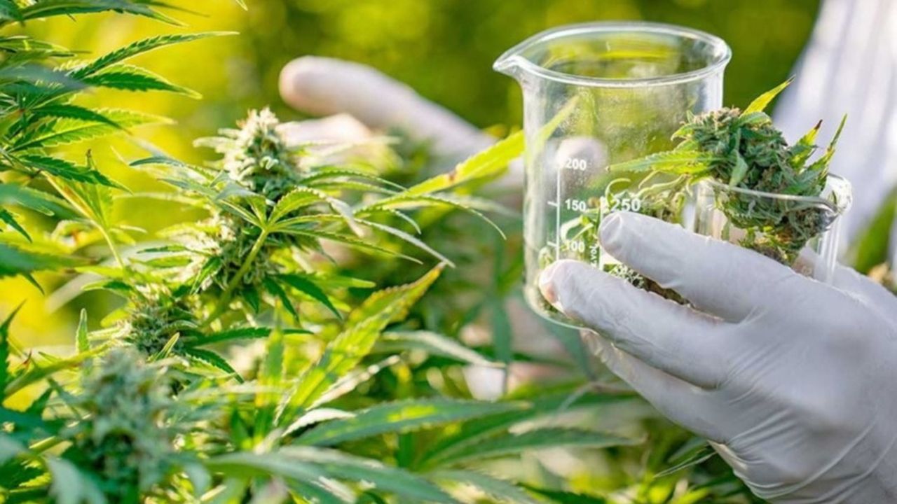 La guerra política del cannabis bonaerense