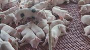 La producción porcina en Argentina, con problemas de rentabilidad por importaciones, fundamentalmente de Brasil.