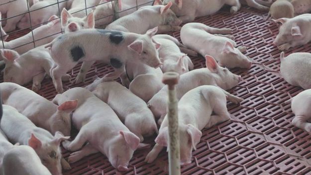 La producción porcina en Argentina, con problemas de rentabilidad por importaciones, fundamentalmente de Brasil.