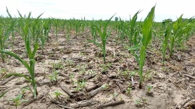tras el revaluo rural, vidal autoriza beneficios al campo afectado por la sequia