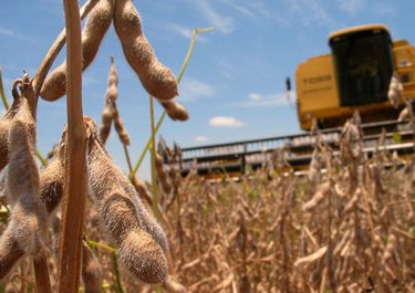 La campaña de soja es una de las peores de la historia producto de la sequía