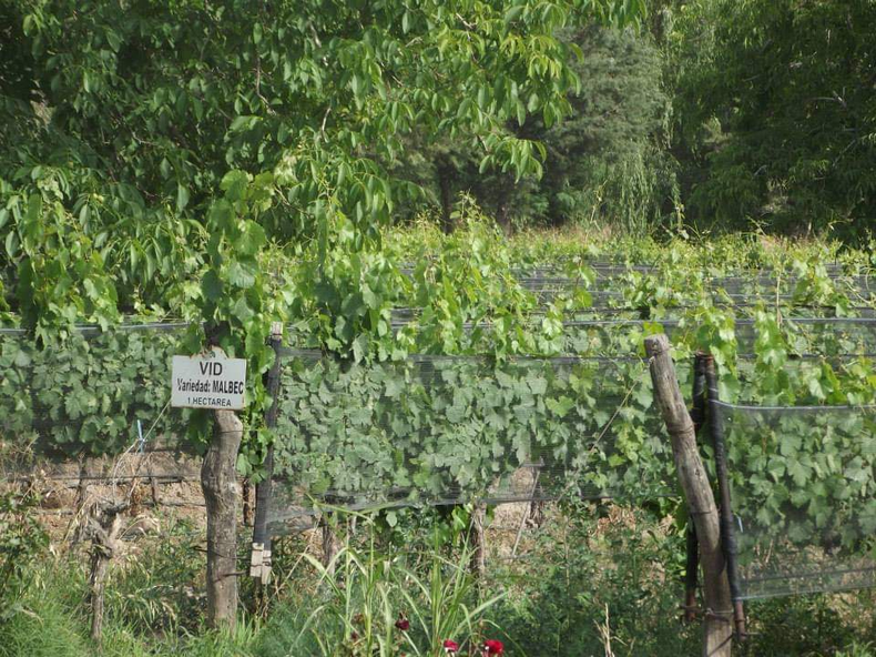 Viñedo Mendoza