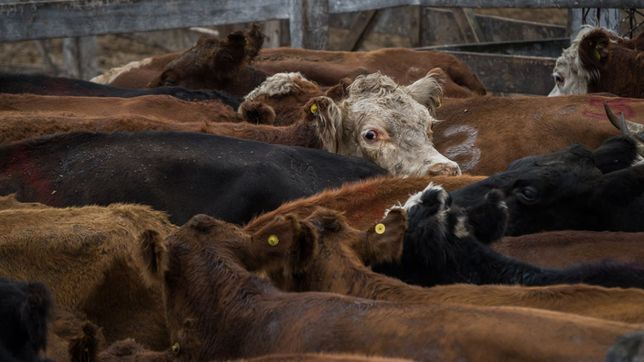 La ganadería vuelve a ser un gran negocio en Argentina