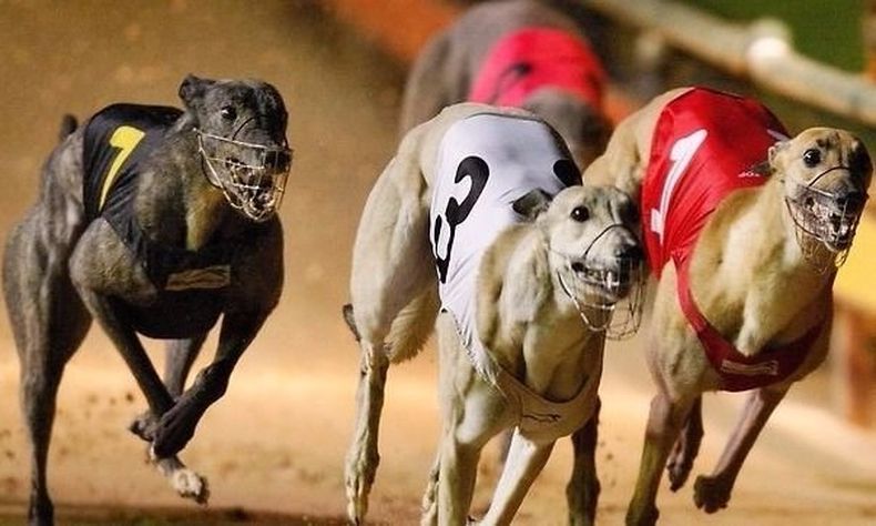 galgos