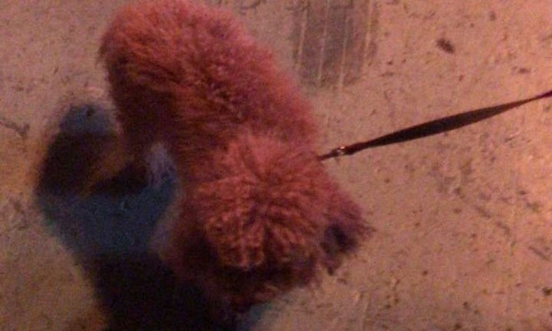 caniche en el búnker