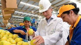 Limones amarillos: el Big Three del negocio al que le sacó el jugo el clan Macri