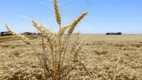 Trigo seco, billetera seca