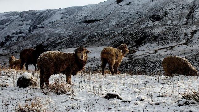 se dificulta la situacion y avanza la emergencia agraria en la patagonia