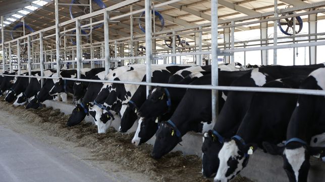 Los productores lecheros de Córdoba ganan menos que sus pares de Buenos Aires.