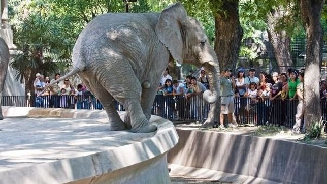 proponen instalar un hospital para mascotas en el zoo porteno