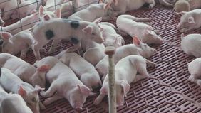 La producción porcina en Argentina, con problemas de rentabilidad por importaciones, fundamentalmente de Brasil.