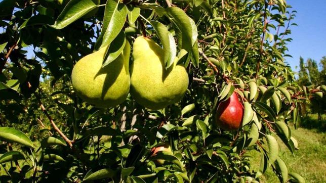 buscan mas beneficios para el sector fruticola