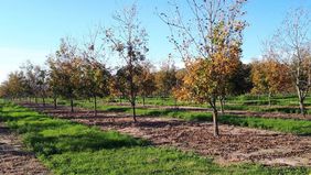 Entre Ríos concretó la primera exportación de nuez pecán a China. 