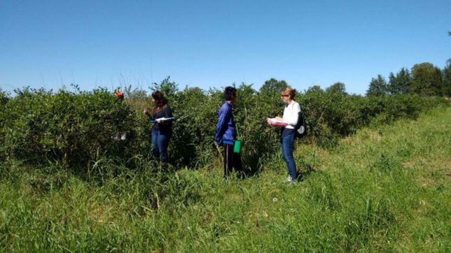 detectan irregularidades en cultivos de arandanos