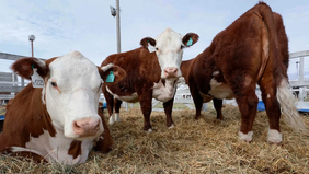 La Guerra del Asado: la caída de la barrera sanitaria no logra ordenar el mercado en la Patagonia