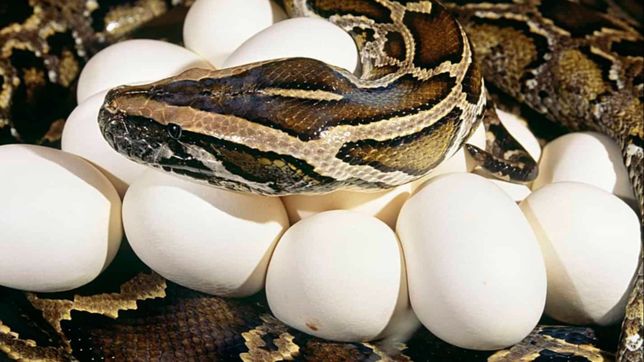 el huevo de la serpiente