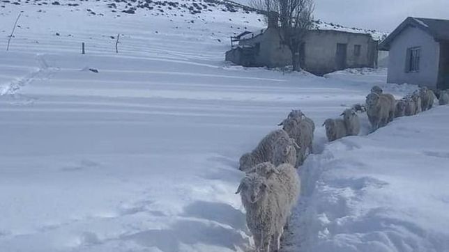 las nevadas complican la produccion ganadera en el sur