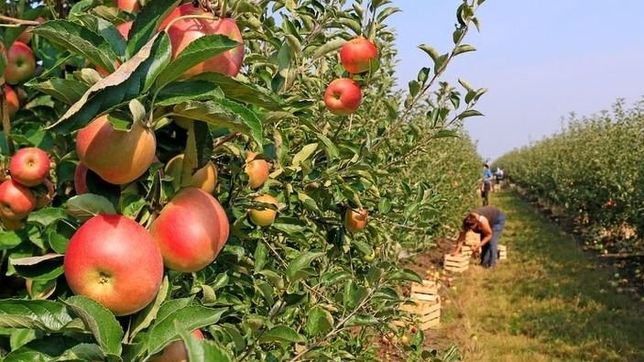 operativo de transporte para que trabajadores golondrinas regresen a sus provincias