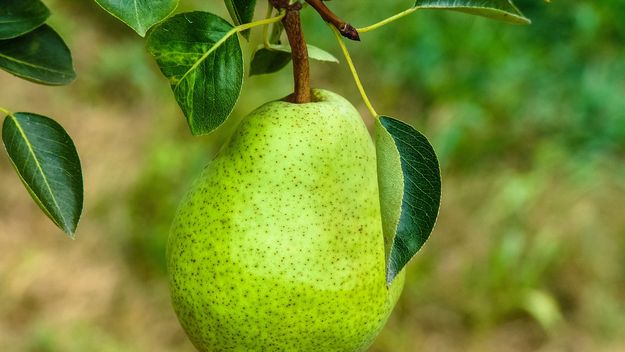 Patagonia: la importación de peras se suma a la guerra de los impuestos y pone en un brete a Pablo Cervi