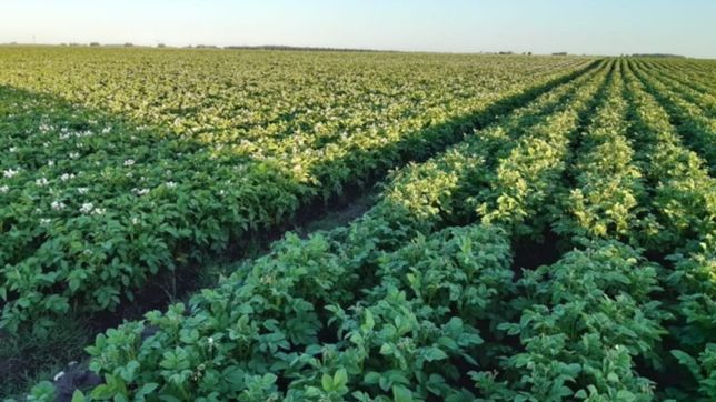 economias regionales piden planificacion y cambios estructurales pospandemia