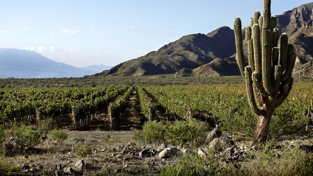 La industria del vino necesita úna logística más eficiente para ganar competitividad y disputar nuevos mercados.