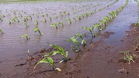 Inundaciones: el 60% de la ganadería bonaerense está en riesgo