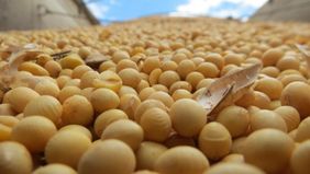 La soja al palo: ¿oro verde o verde el oro?