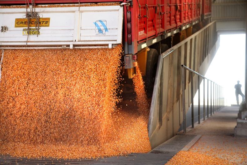 Las empresas de biocombustibles de Córdoba triplican el valor del grano de maíz.