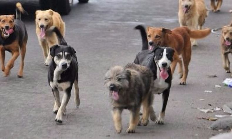 perros
