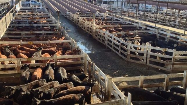 ciudad: avanza el traslado del mercado de hacienda a la matanza